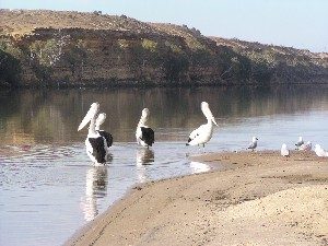 Pelicans